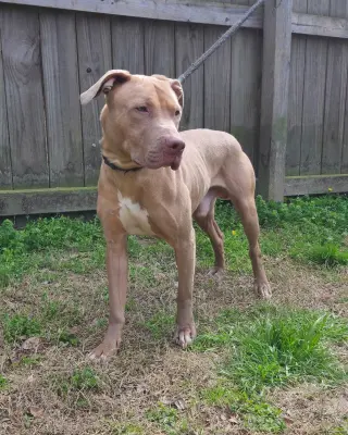 Benji
