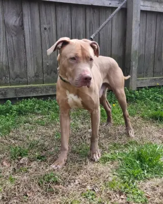 Benji