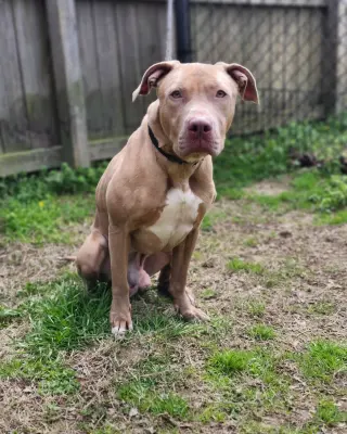 Benji