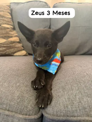 Zeus