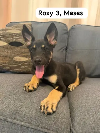 Roxy