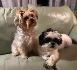 Miley and Oreo