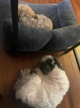 Miley and Oreo