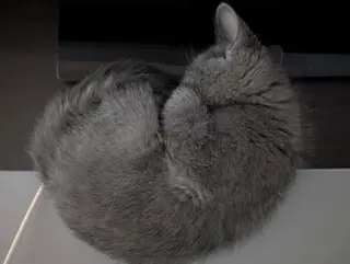 Zoe