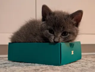 Zoe