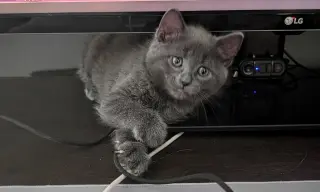Eeyore