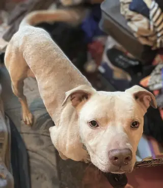 Buddy - NEEDS A FOSTER HOME RIGHT NOW!!!