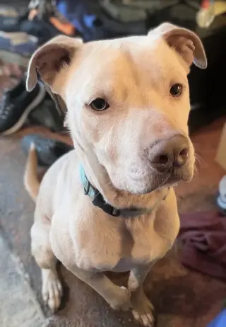 Buddy - NEEDS A FOSTER HOME RIGHT NOW!!!
