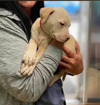 Buddy - NEEDS A FOSTER HOME RIGHT NOW!!!