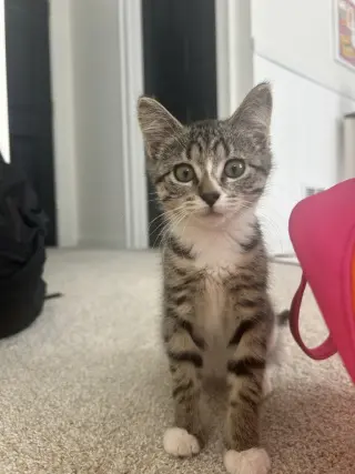 Poppy / Coco