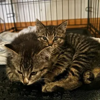 Poppy / Coco