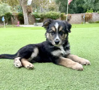 Murphy