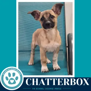Chatterbox (Commentary Crew) 082926
