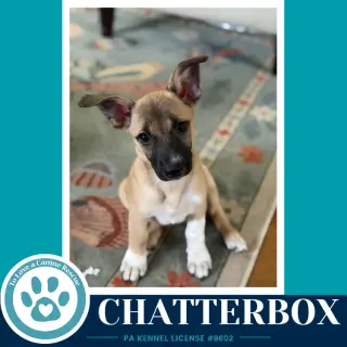 Chatterbox (Commentary Crew) 082926