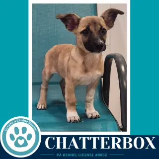 Chatterbox (Commentary Crew) 082926