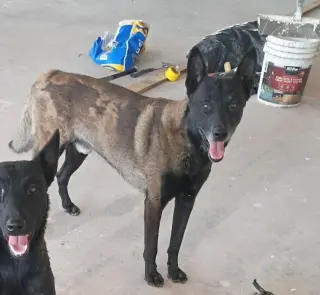 Peanuts Gang Litter Charlie Brown - Located in CA