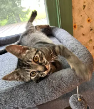 Remi