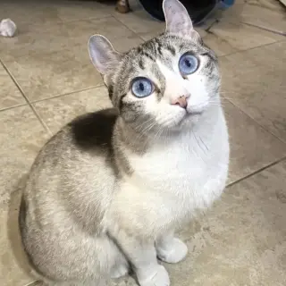 Purrl