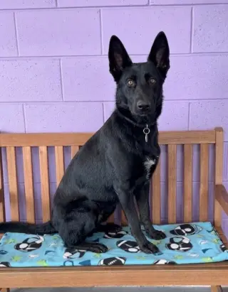 **GRACIE**