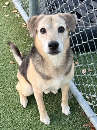 BUDDY