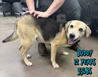 BUDDY