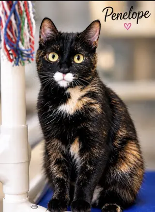 Penelope (FCID# 7/17/2026-170) Willow Grove