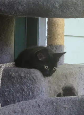 Bruce Wayne (Available for pre-adoption)