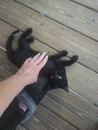 Bruce Wayne (Available for pre-adoption)