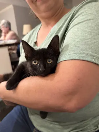 Bruce Wayne (Available for pre-adoption)