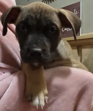 Bluey