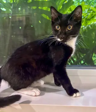 Sir Whiskers