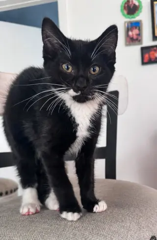 Sir Whiskers