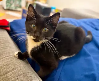 Sir Whiskers