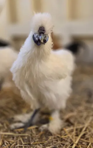 Popcorn