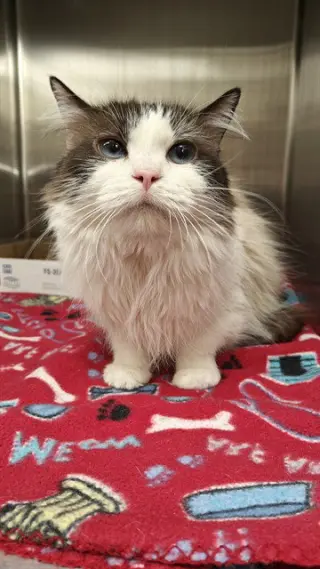 FLUFFY