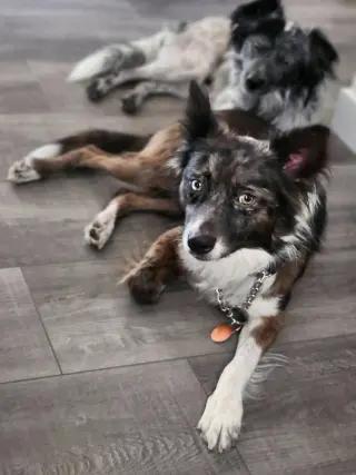 Dash