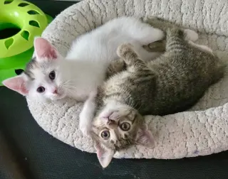 Anya and Elsa