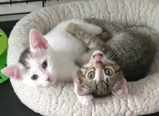 Anya and Elsa