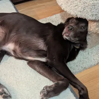 Copper - No Longer Accepting Applications