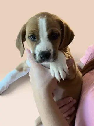 SAVANNAH'S LITTER: TEDDY