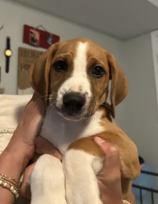 SAVANNAH'S LITTER: TEDDY