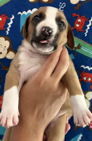 SAVANNAH'S LITTER: TEDDY