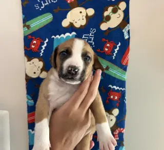 SAVANNAH'S LITTER: TEDDY