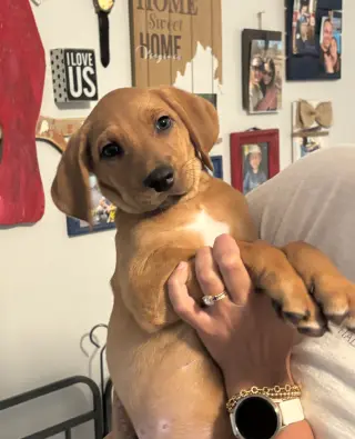 SAVANNAH'S LITTER: ONTARIO