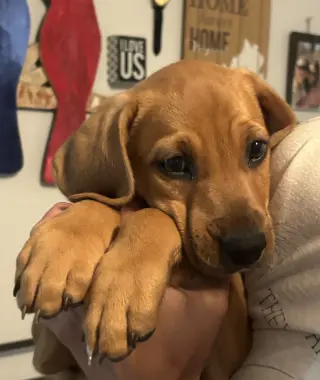 SAVANNAH'S LITTER: JAKE PERALTA