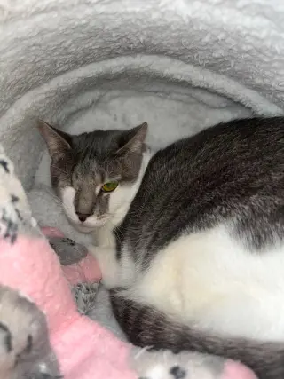 Xena