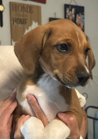 SAVANNAH'S LITTER: LUNA