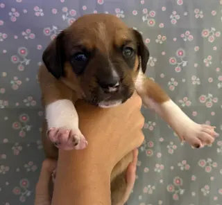 SAVANNAH'S LITTER: LUNA