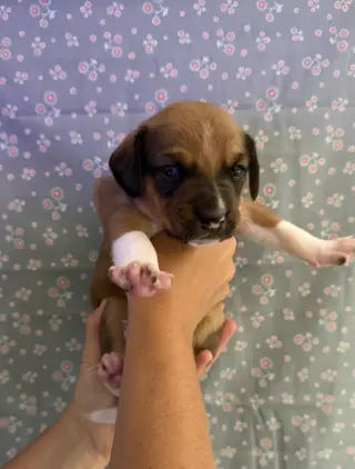 SAVANNAH'S LITTER: LUNA