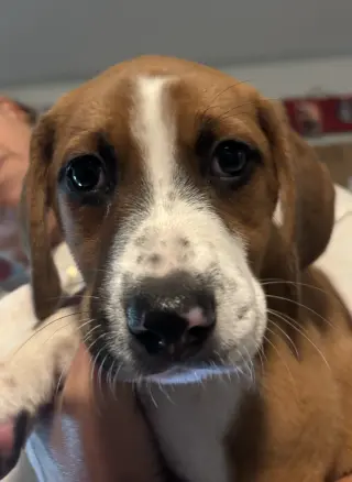 SAVANNAH'S LITTER: KALEKI